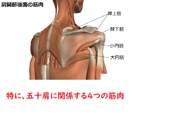 最近増えてます。五十肩について。