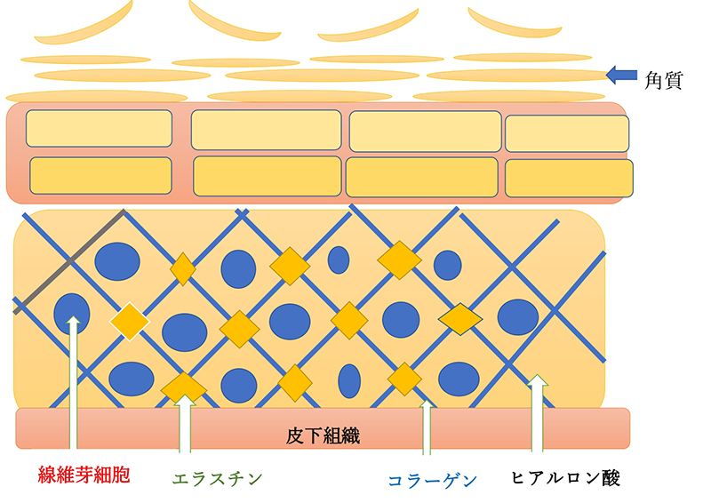 じつは葛根湯、タイミングを逃すと効き目があまり期待できません。